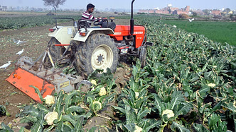 लागत भी नहीं मिली, UP में मायूस किसानों ने जोत दी फसल, आंखों में आए आंसू