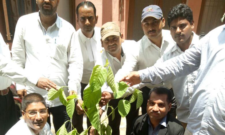 लोहिया वाहिनी अध्यक्ष धर्मेंद्र मिश्र ने अधिवक्ताओं संघ किया वृक्षारोपण-जेपी यादव